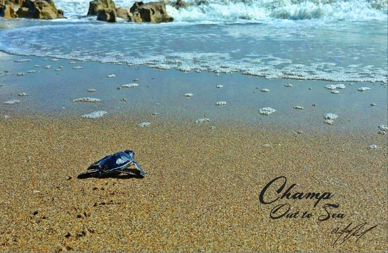 Champ "Out to Sea" Authentic Poster